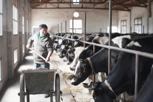 河北顺平:樱桃老张带村民创甜蜜事业-致富