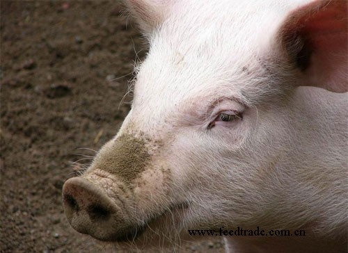 養(yǎng)豬為什么最好要選擇全價(jià)飼料？