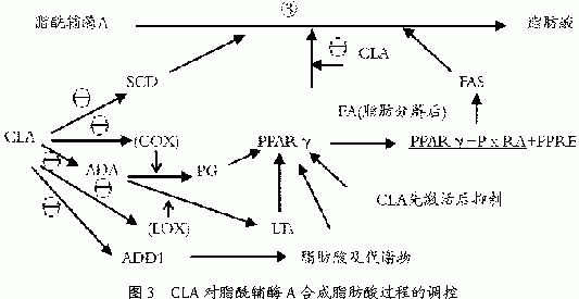 共轭亚油酸对脂肪代谢调控机制的研究进展