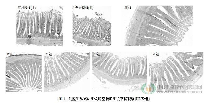蛋鸡空肠形态结构光镜观察结果见图1.